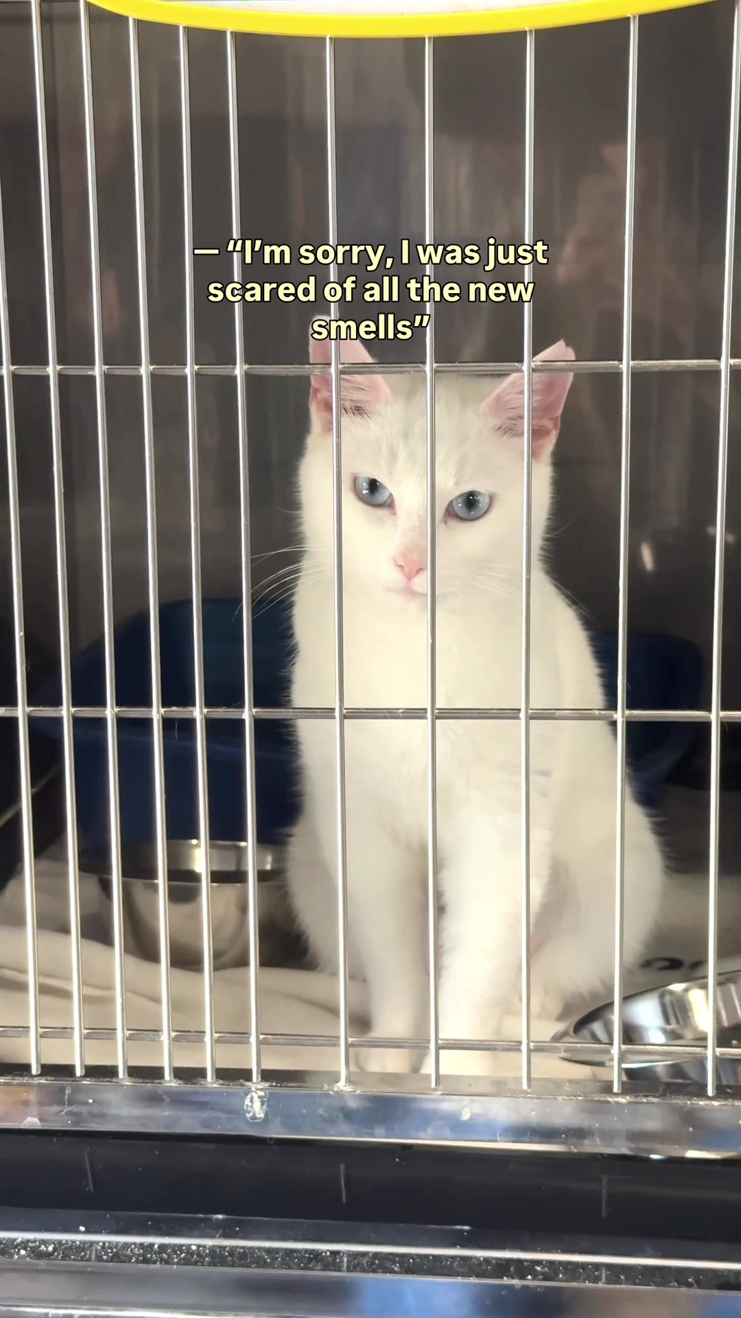 @Paws and Prayers