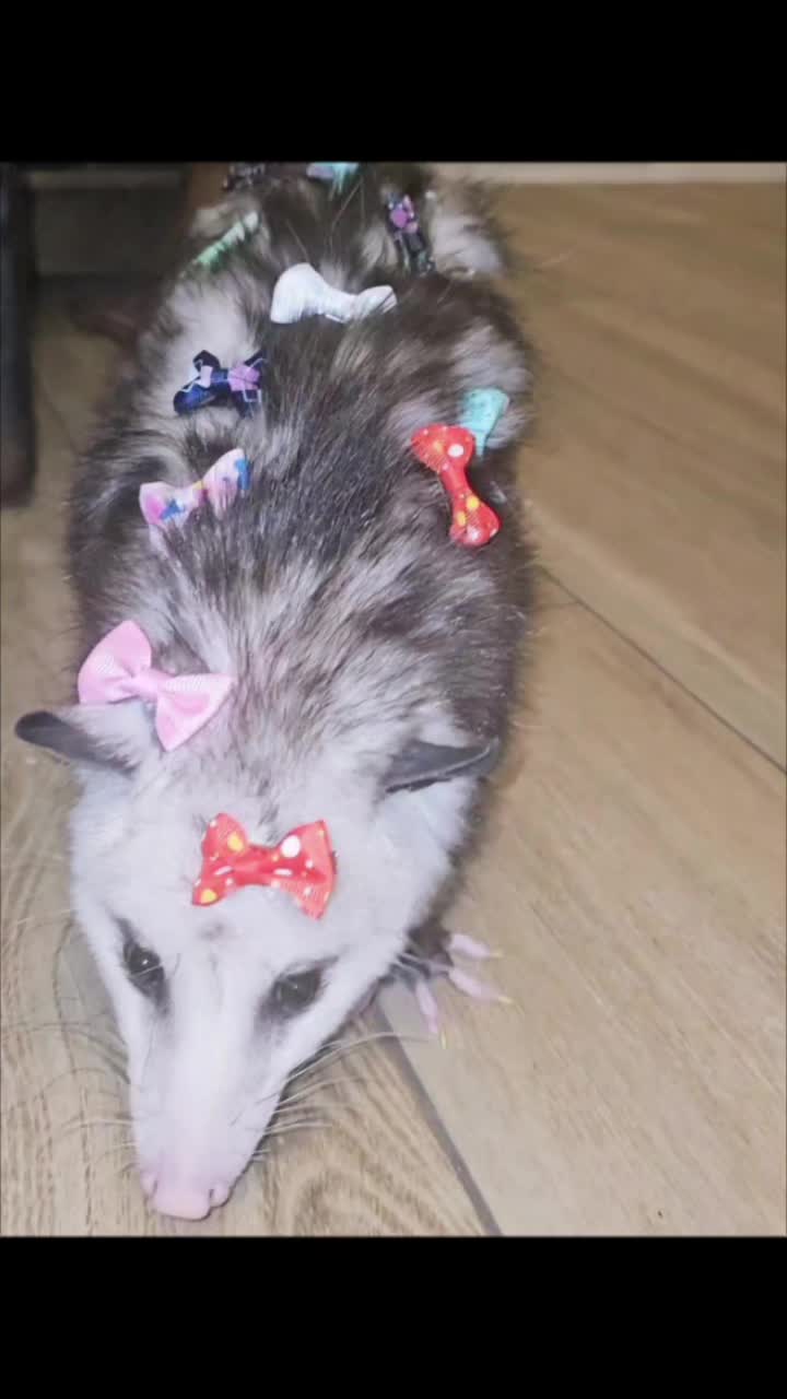 @OPOSSUM/DOG MOMMA Dea