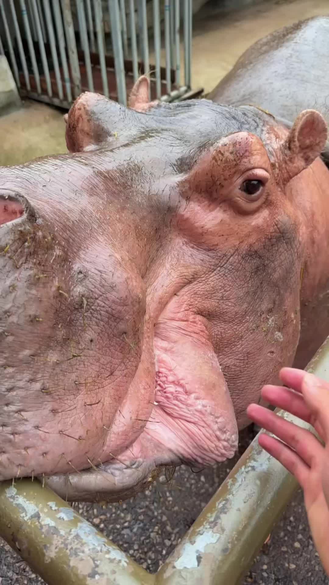 @Hippo