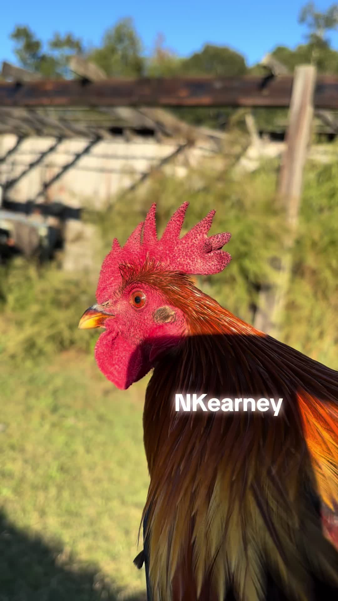 @Noah Kearney