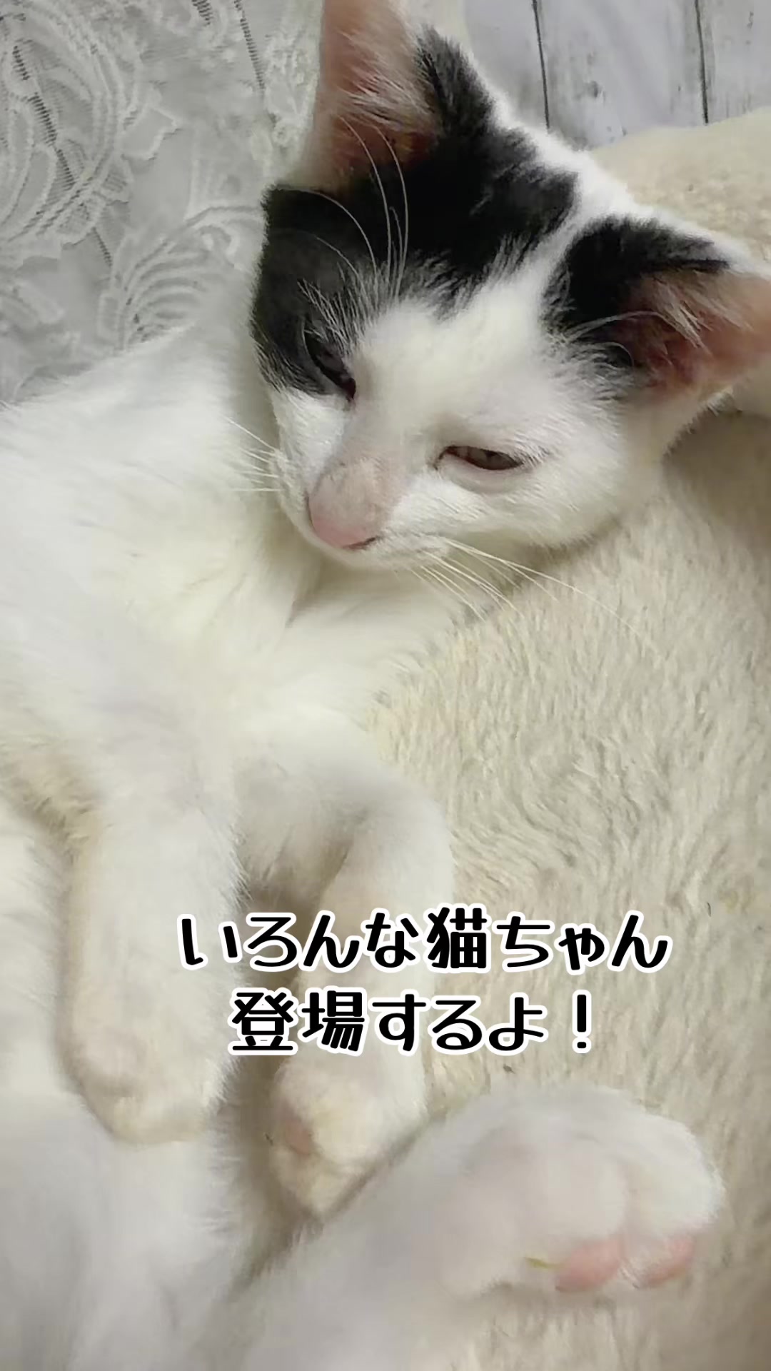 @๐ก๐ฎ๐ท๐ฏ๐