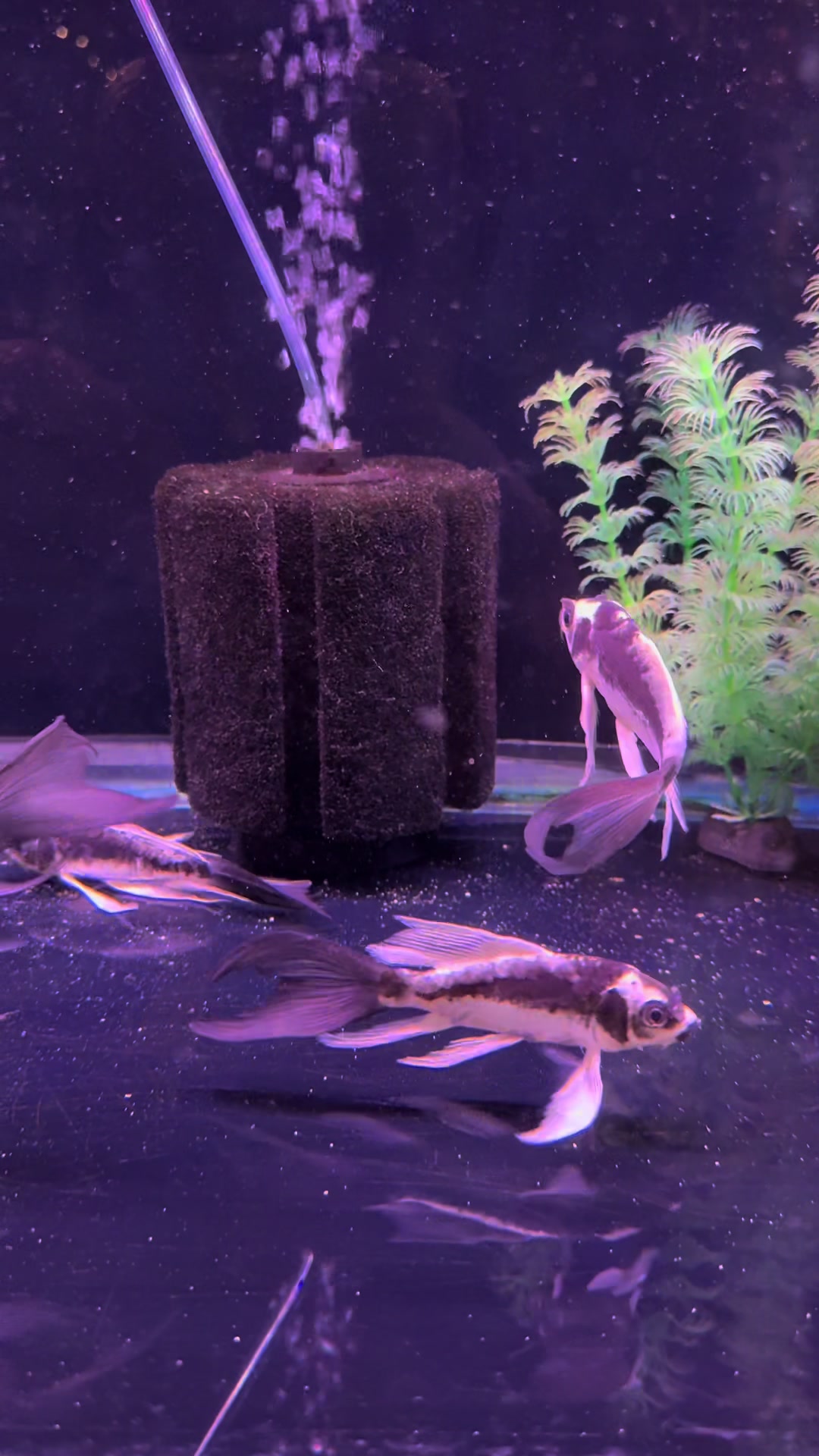 @epicfishnetwork