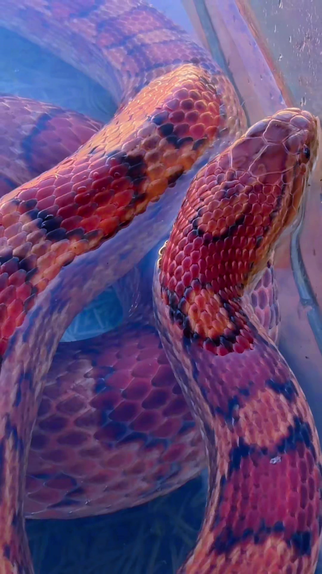 @Medusa Exotics