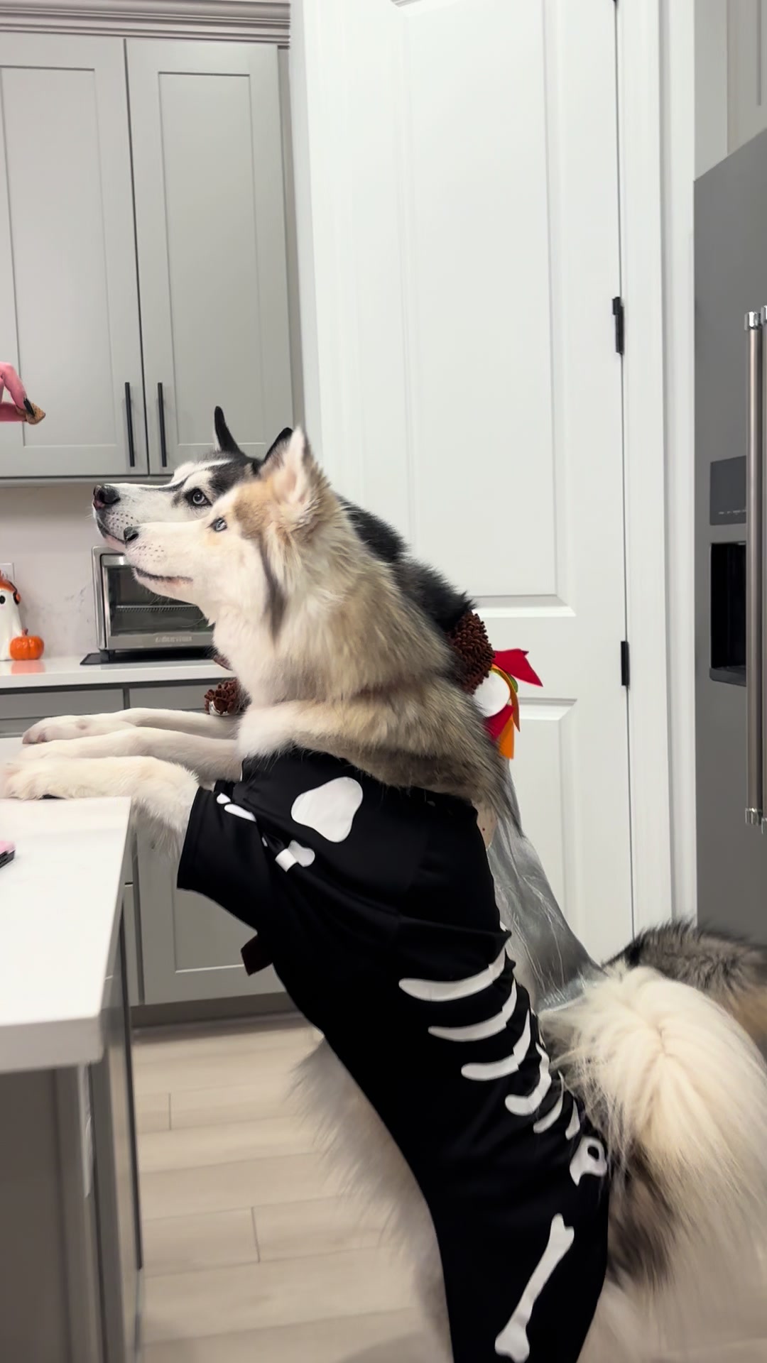 @lifewith2huskies
