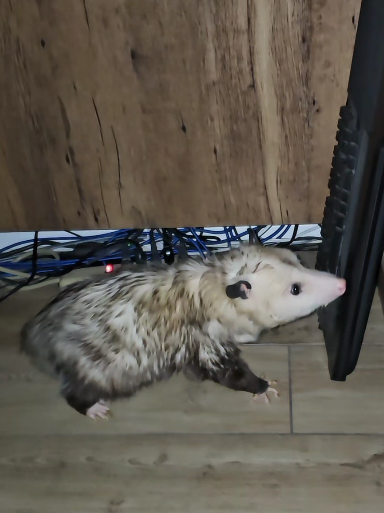 @OPOSSUMDAWGMOM