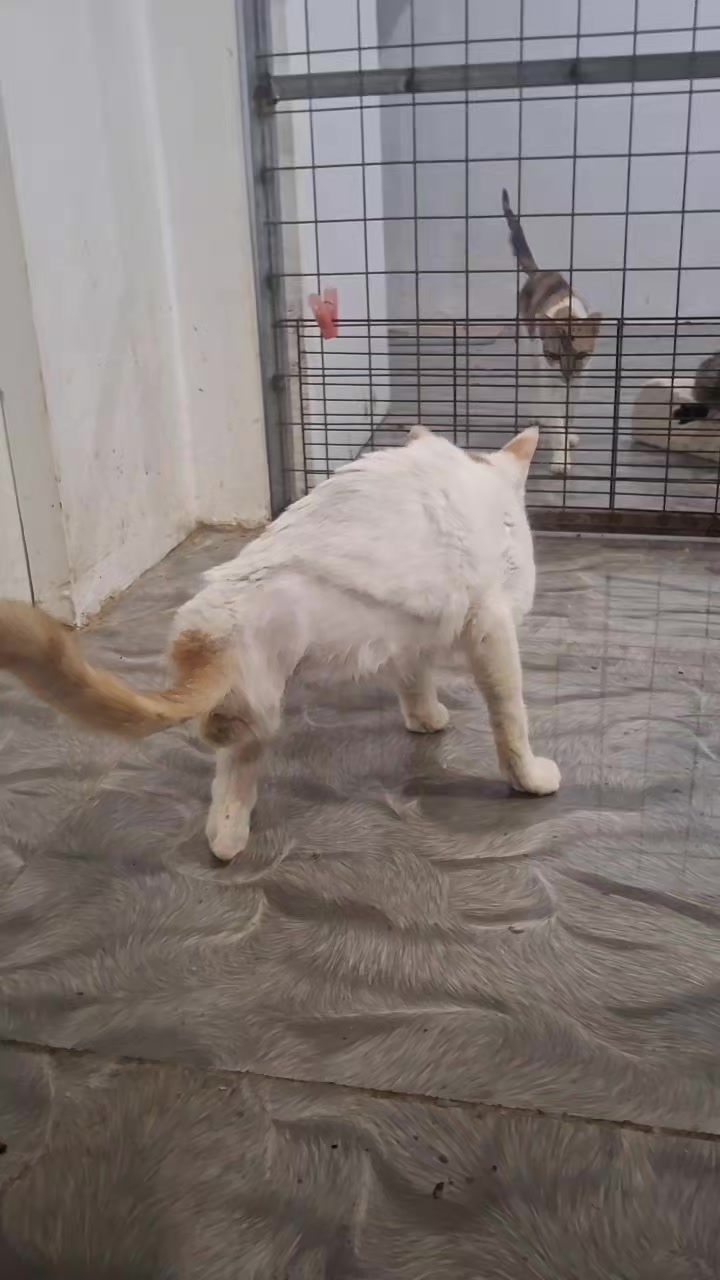 @mylharescues