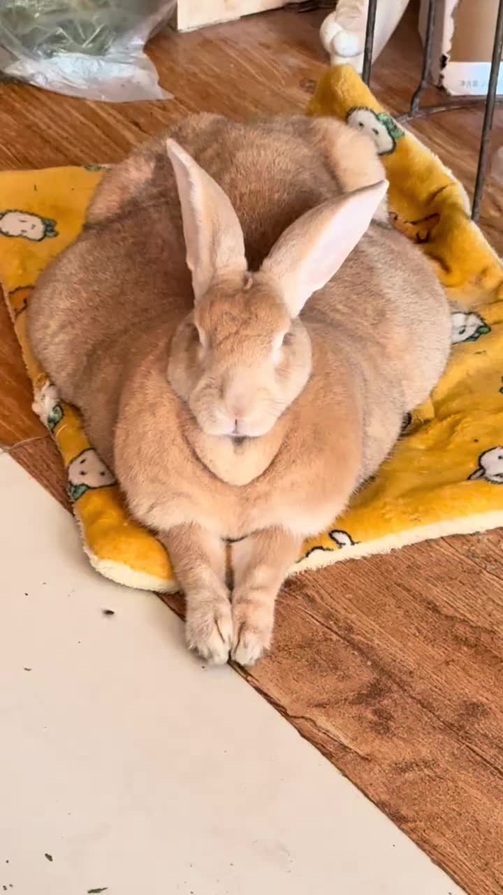 @RabbitNow19