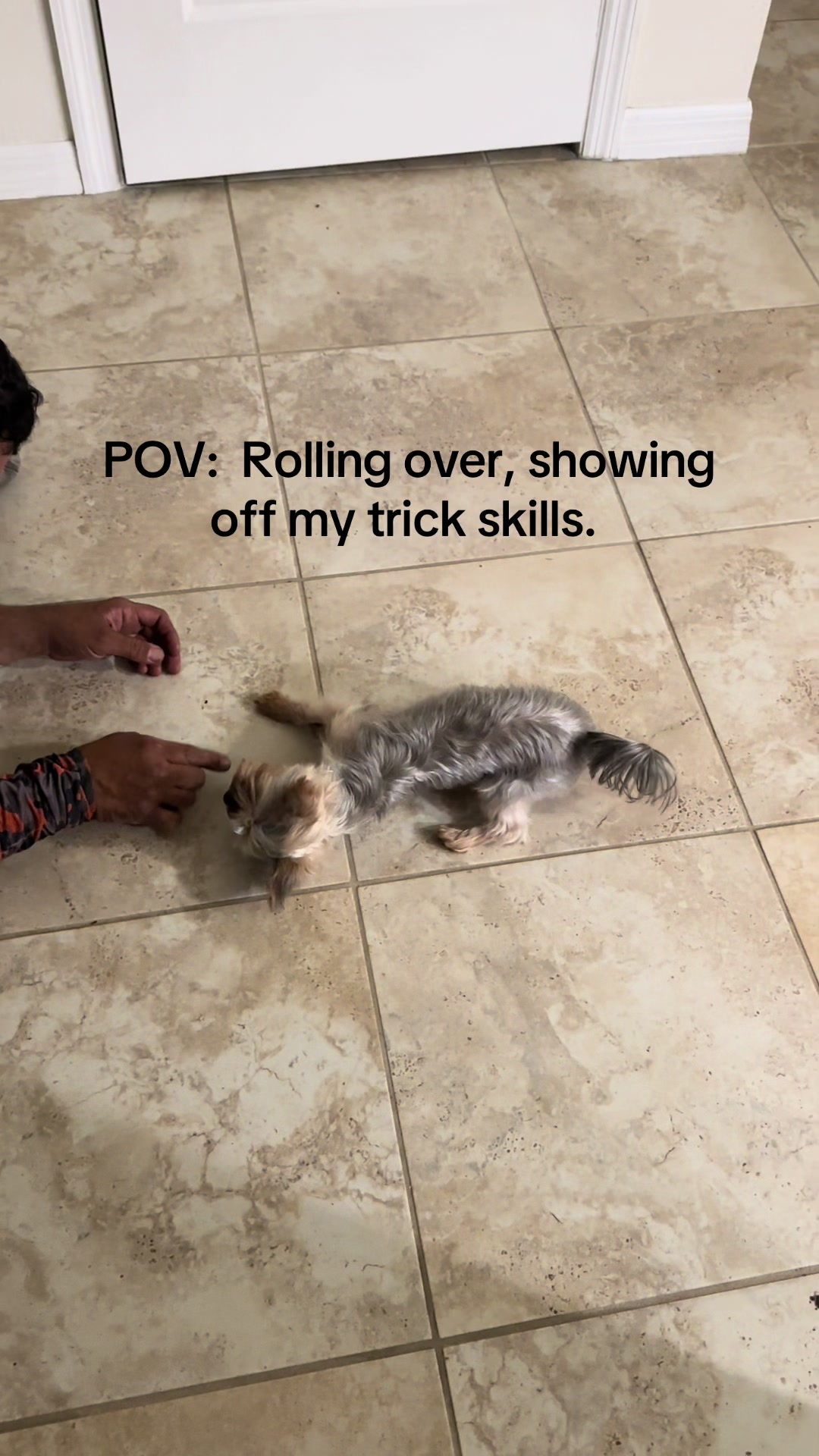 @Penny the Yorkie