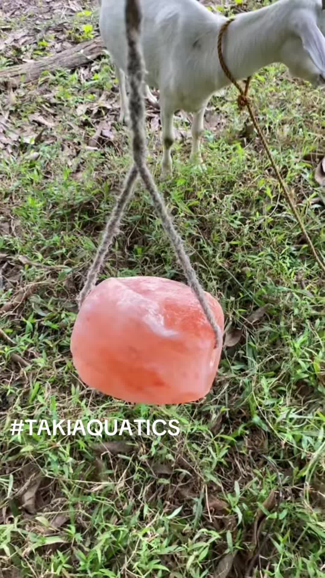 @TAKI AQUATICS