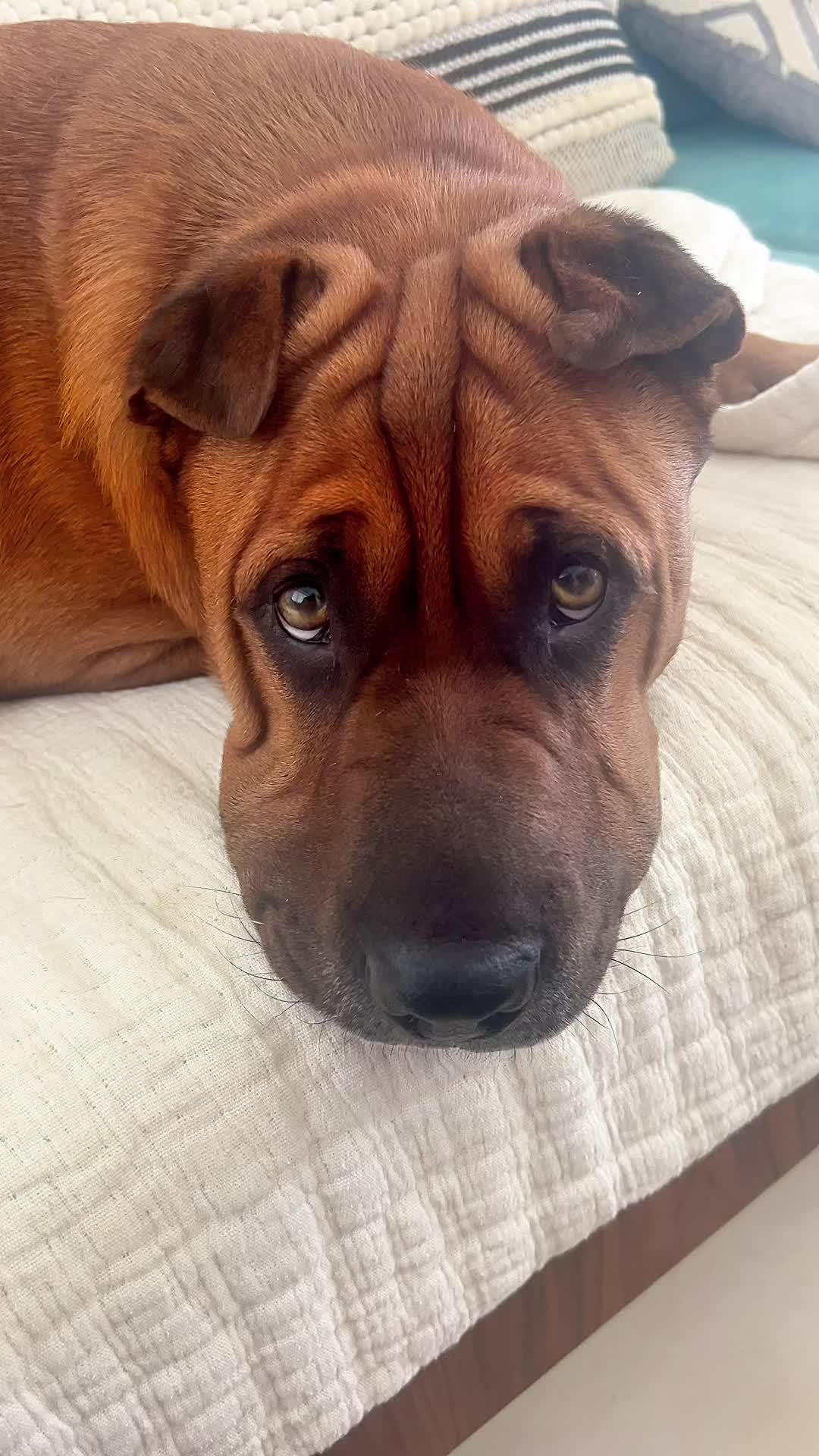 @Ryder 🐾 Rescue Shar Pei