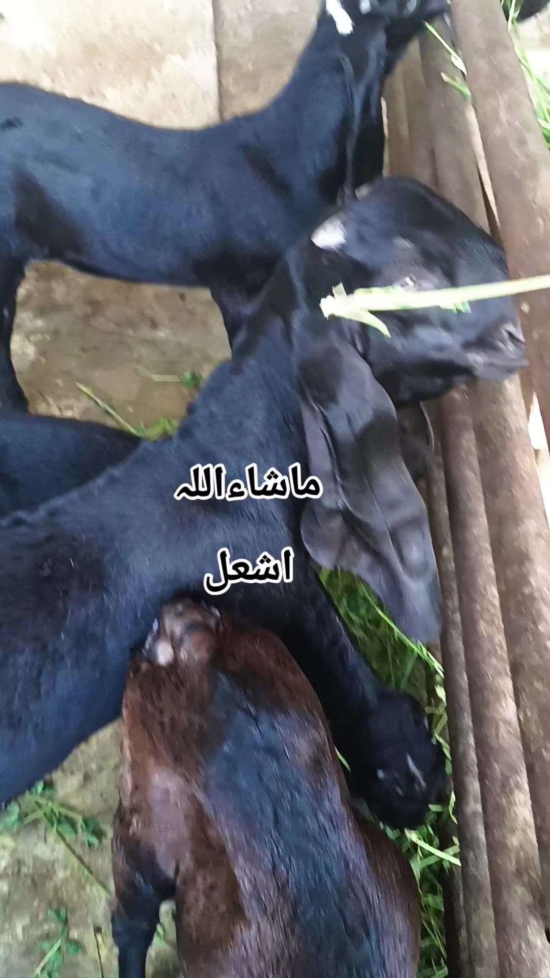 @abubakar Rajpoot