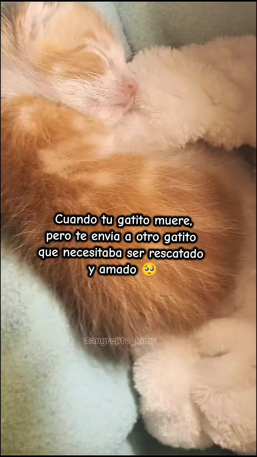 @Cangrejito_Kim⁷