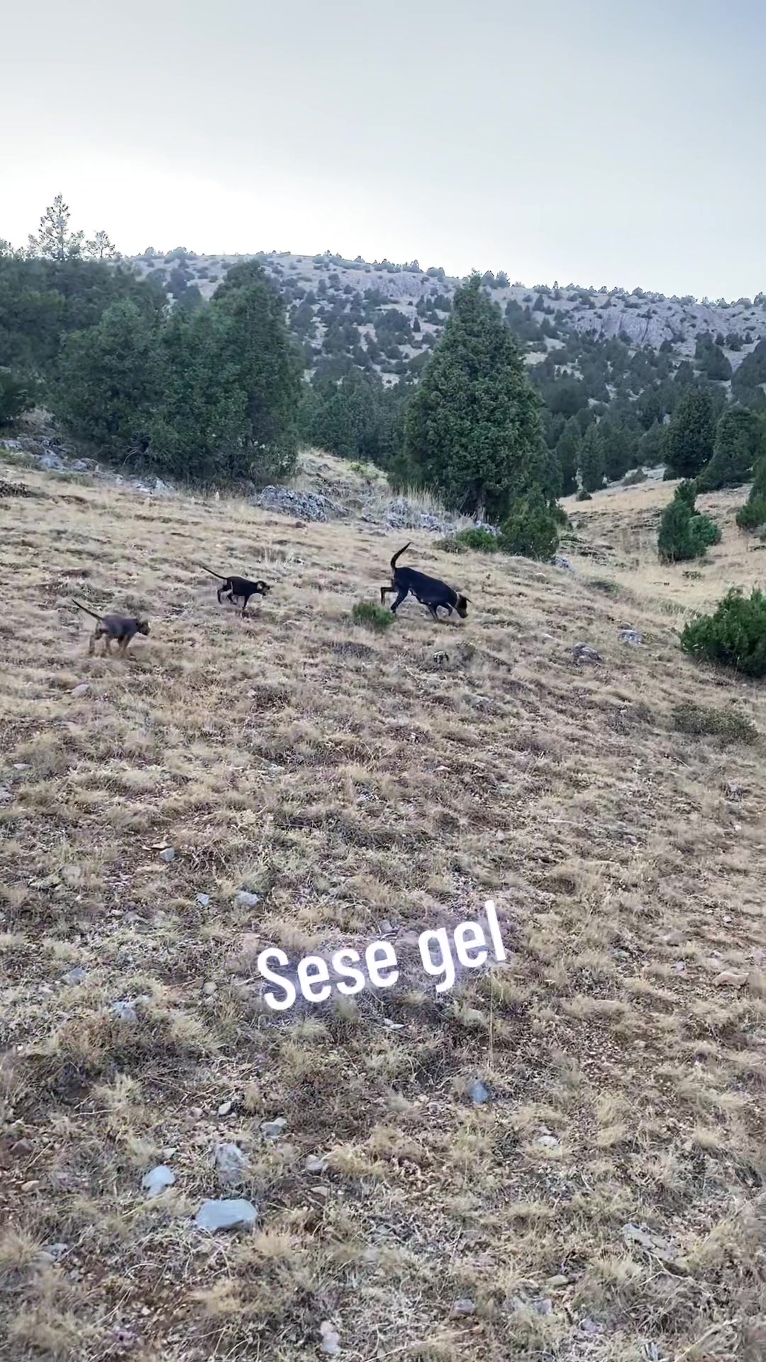 @MUSTAFA KARACAN