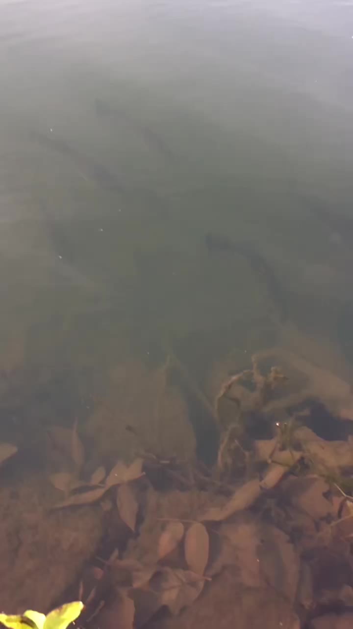 @Bassfeeder