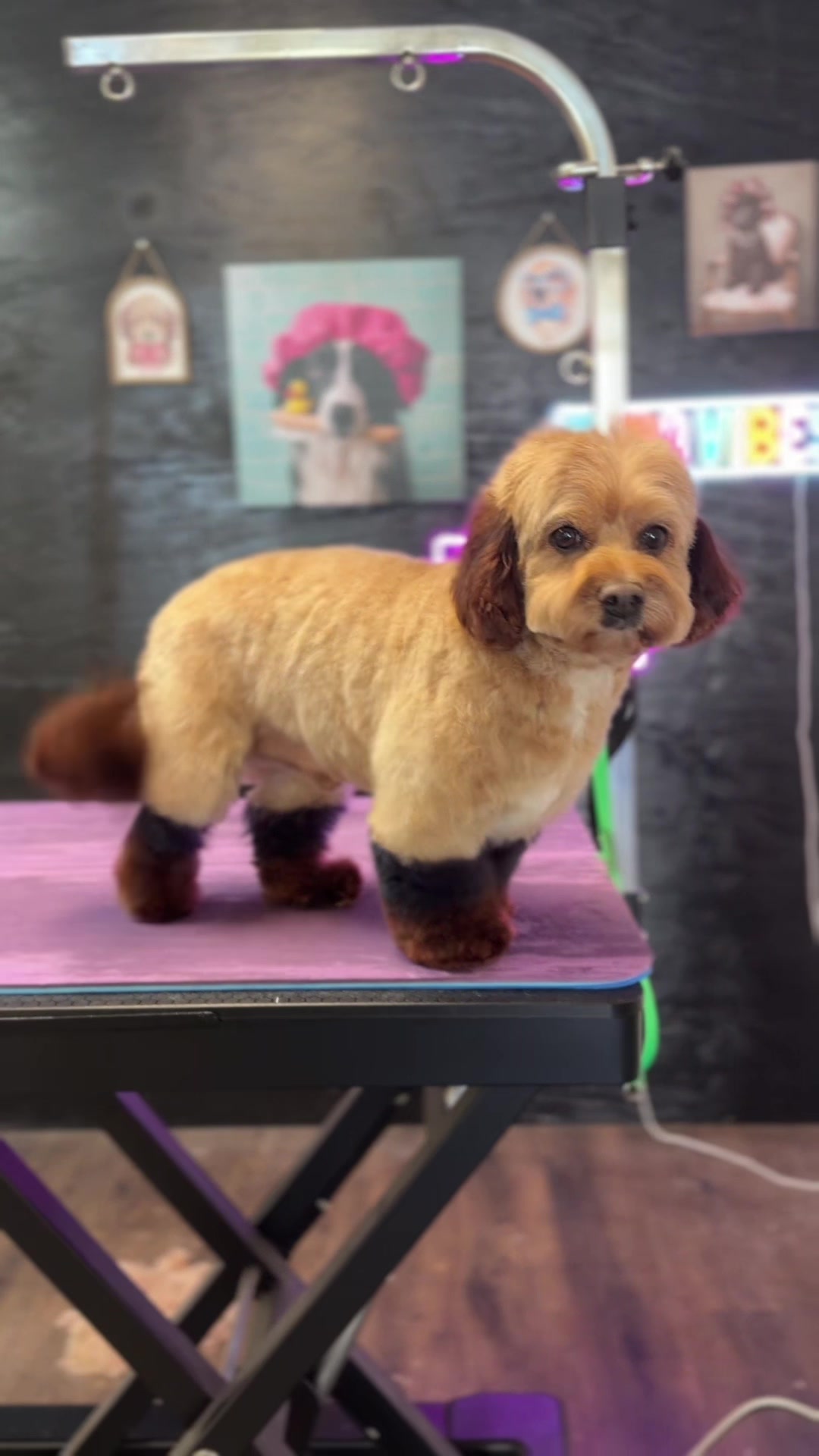 @DIRTY.PAWS.PETSALON
