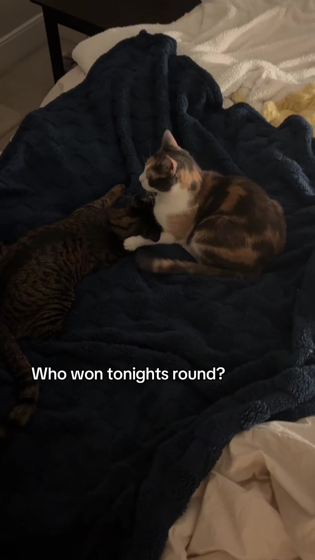 @Quinn The Calico