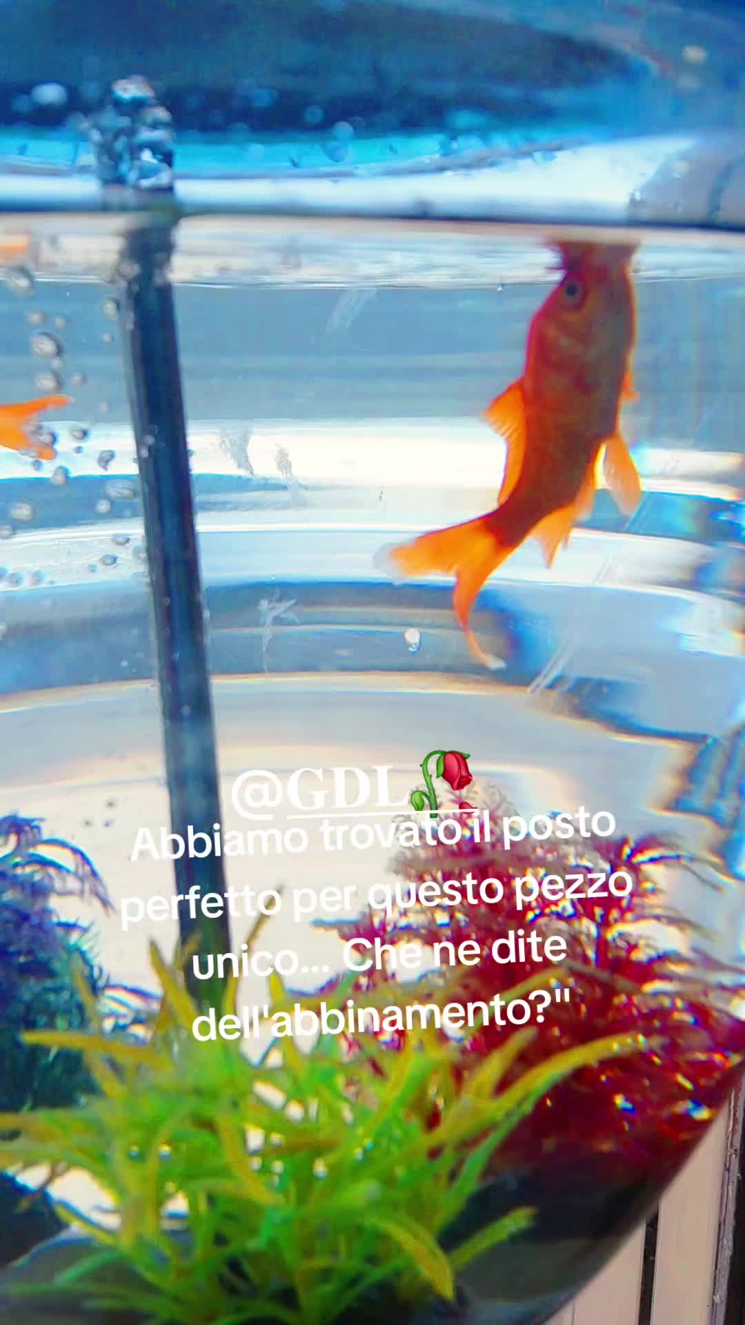 @Gaetano Di lanno
