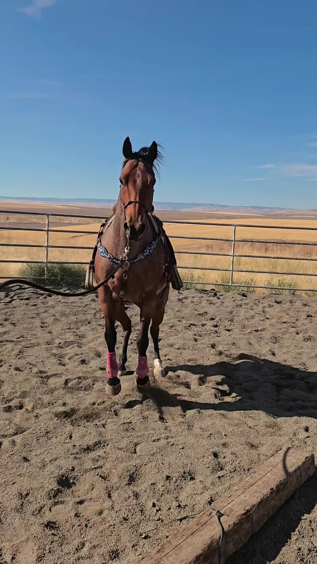 @Cowgirl Tuff Colt Training ❤️