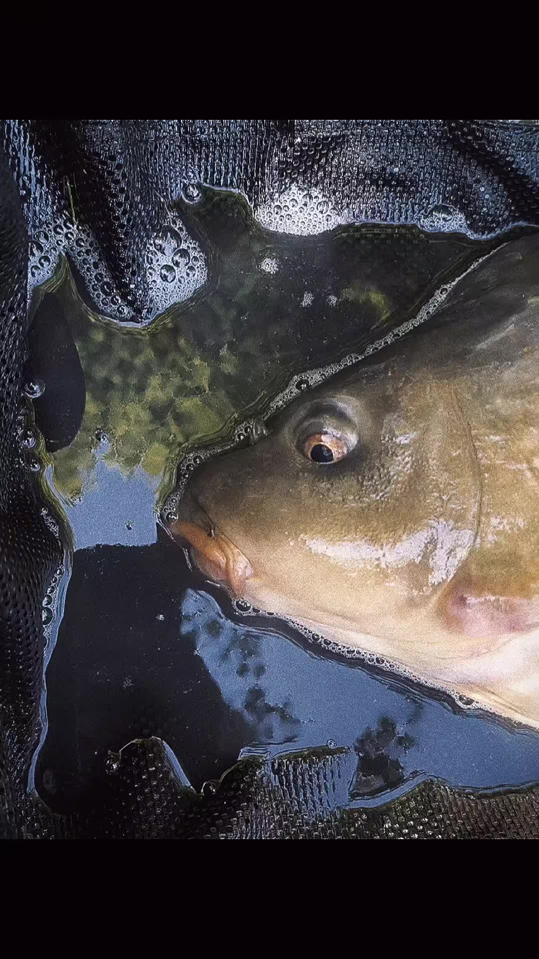 @Jocarpfishing