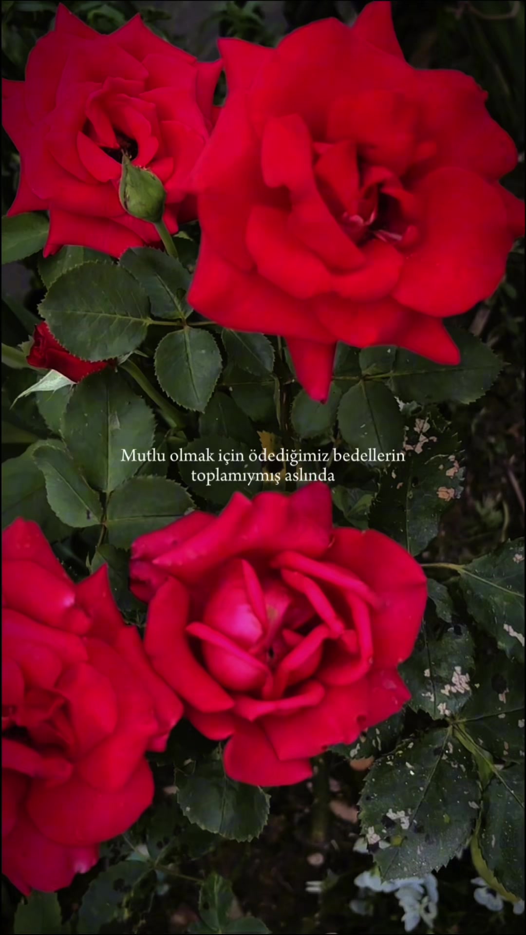 @ɴᴇʀᴠɪɴ|🫀