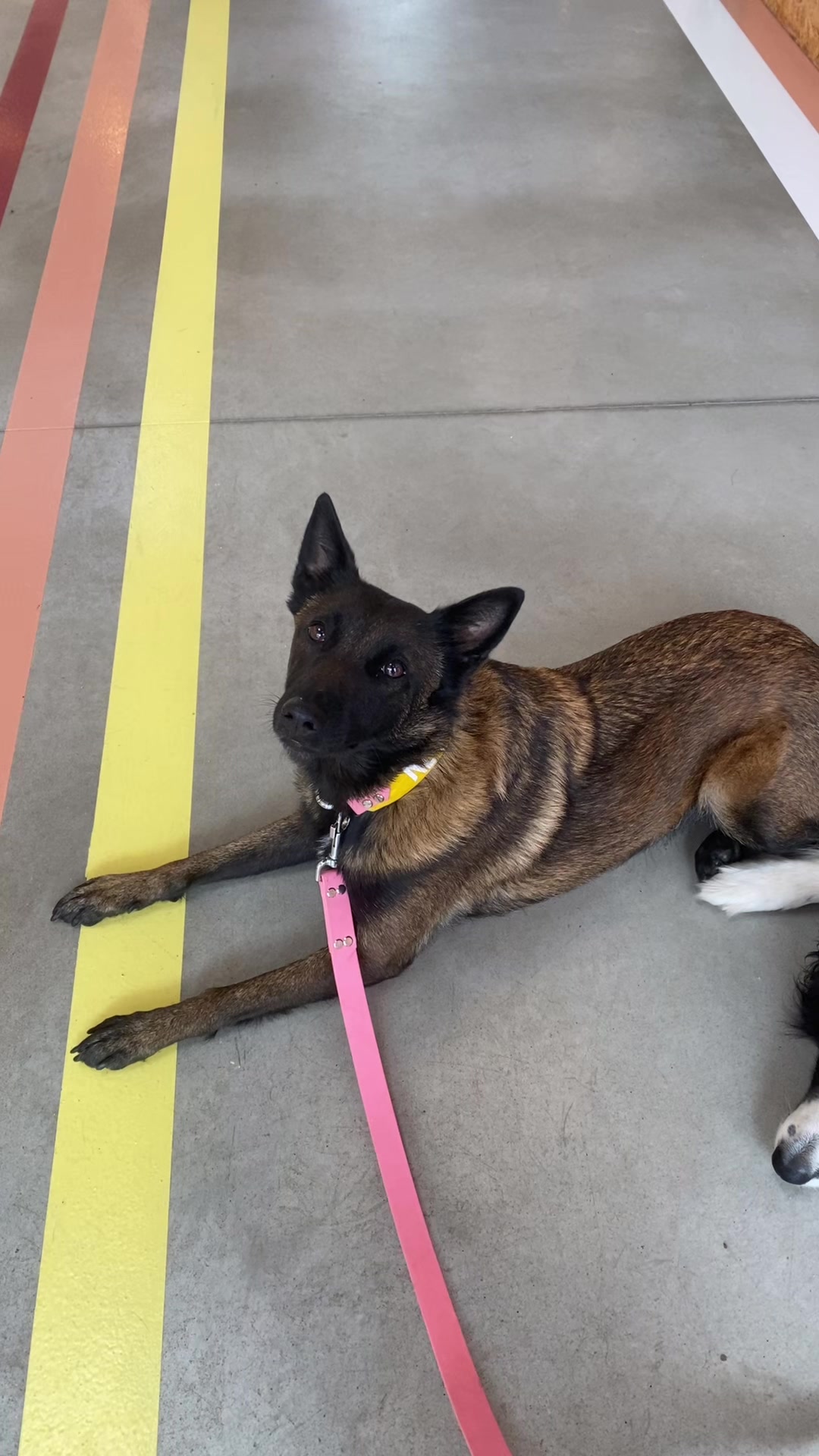 @PacoPacoPaco_le_chien