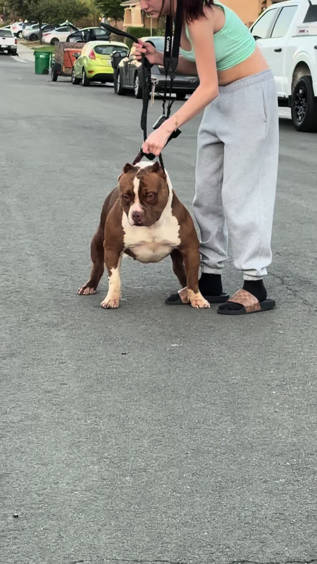 @@Dublinekennels