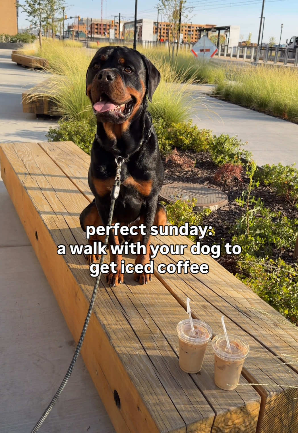 @Rex the Rottweiler