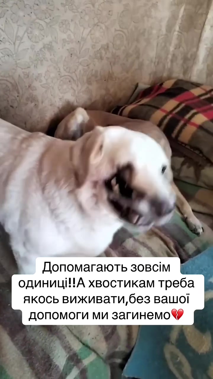 @kvitochki222