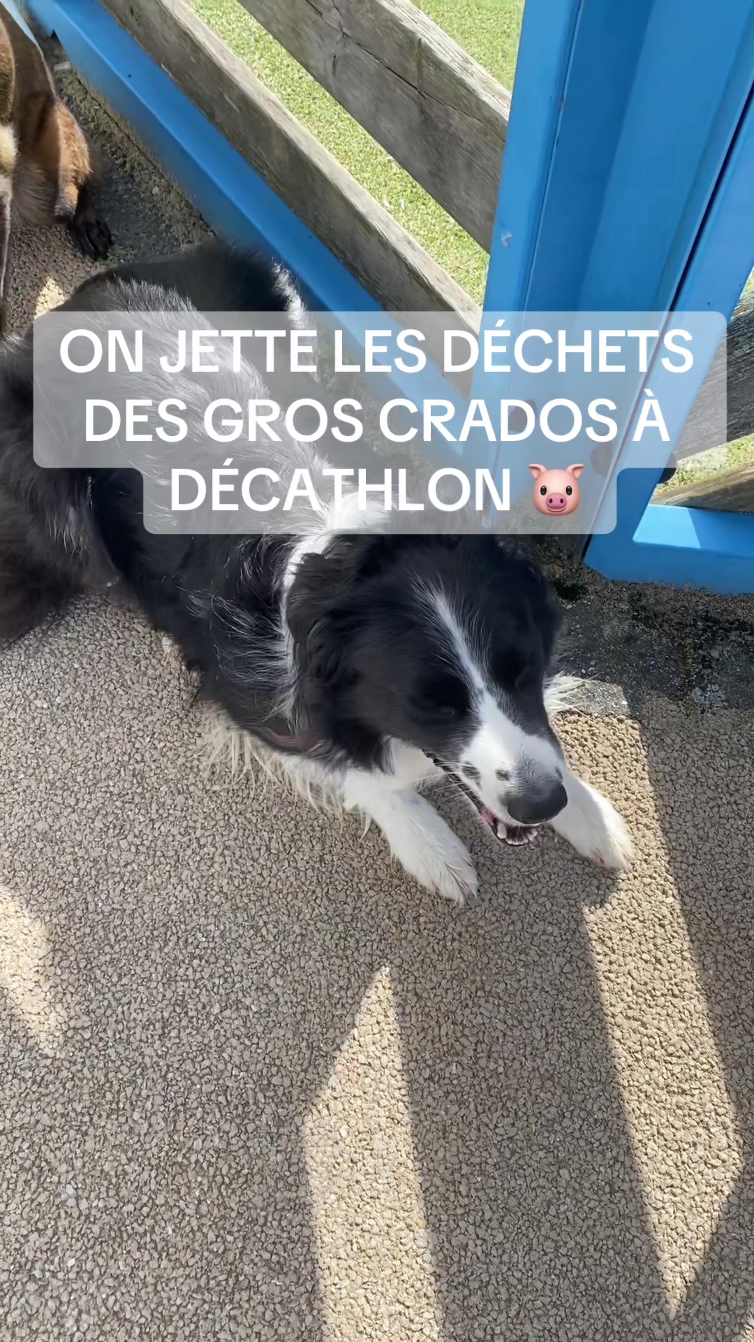 @PacoPacoPaco_le_chien