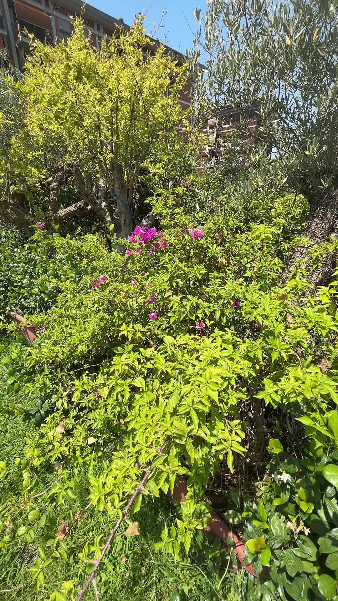 @vivaioanticogarden