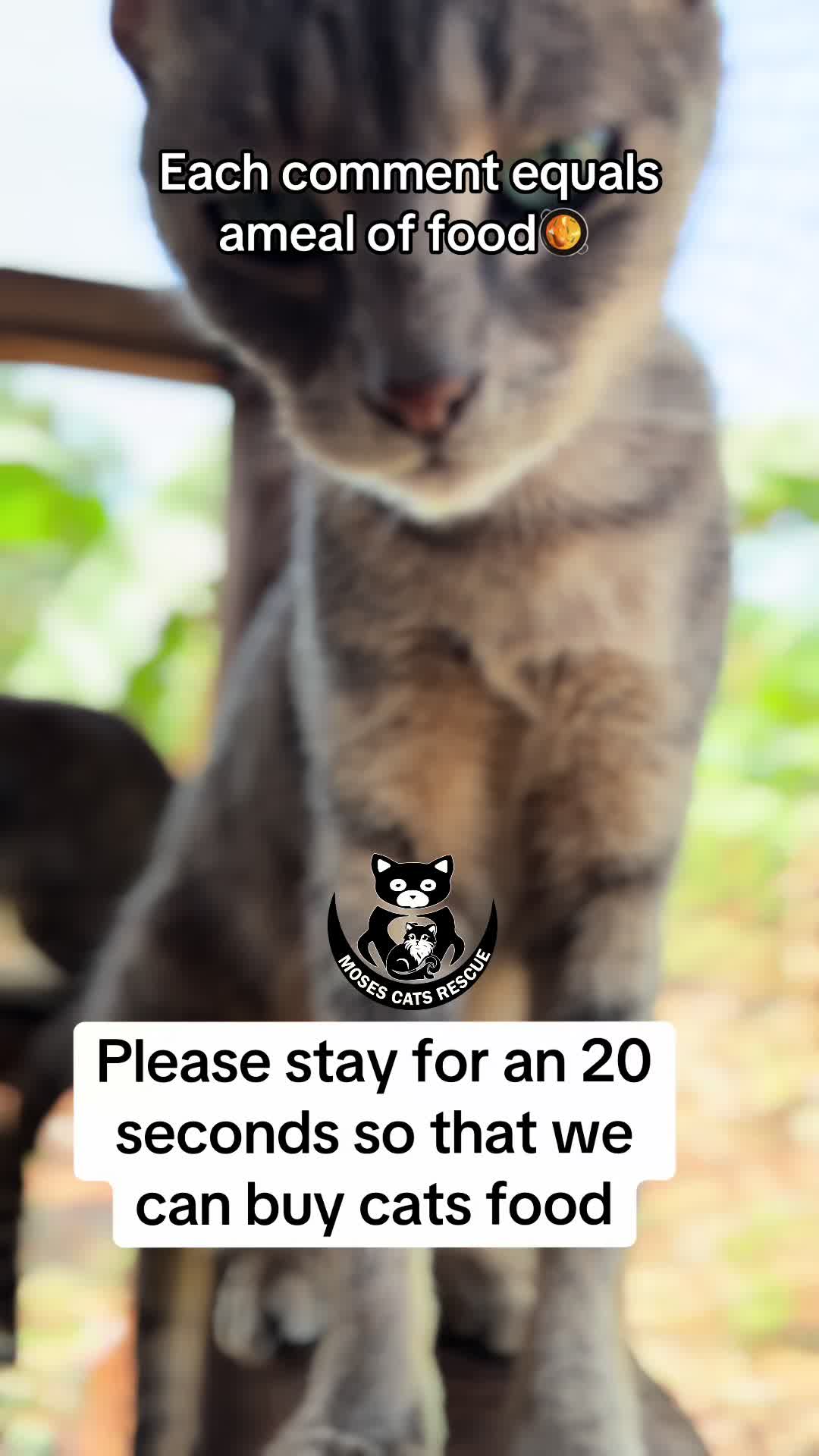 @Moses Cats Rescue Mission