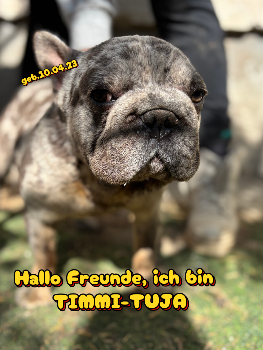 @Hundehilfe Bakony e.V.