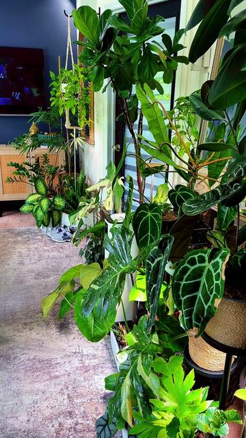 @PlantLadyNico🪴