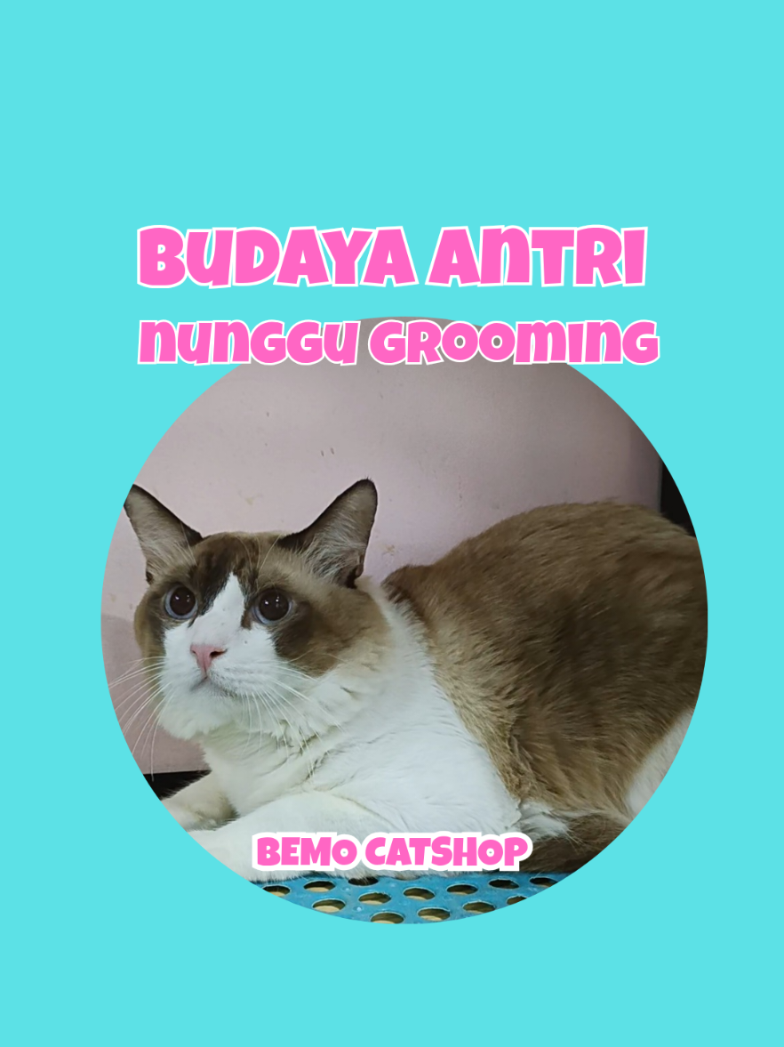 @Bemo Catshop