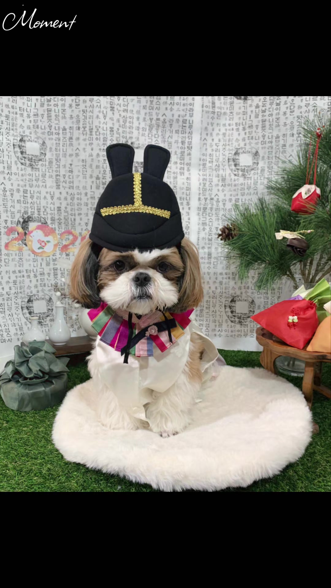 @머루는 시츄