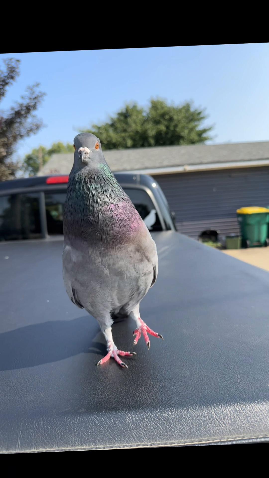 @Beebee The Pigeon