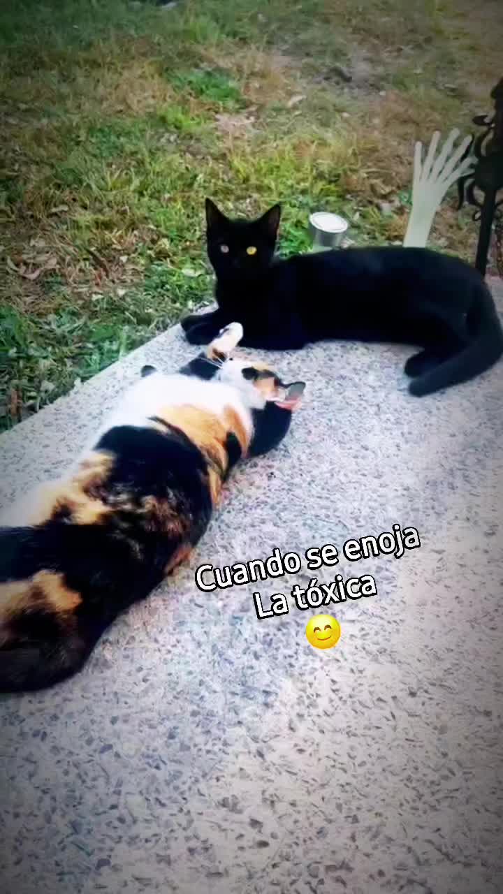 @🇲🇽Guli.Carrada 🐈⬛