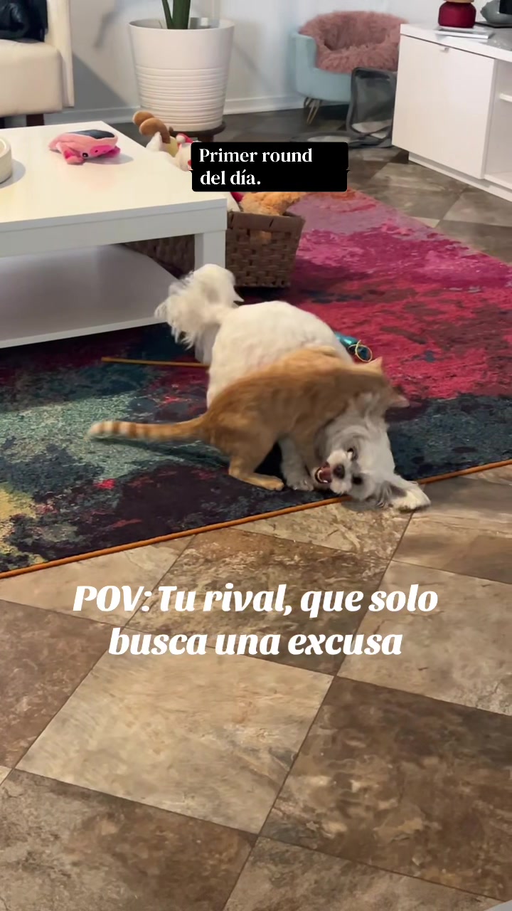 @AZUL🐶🥰