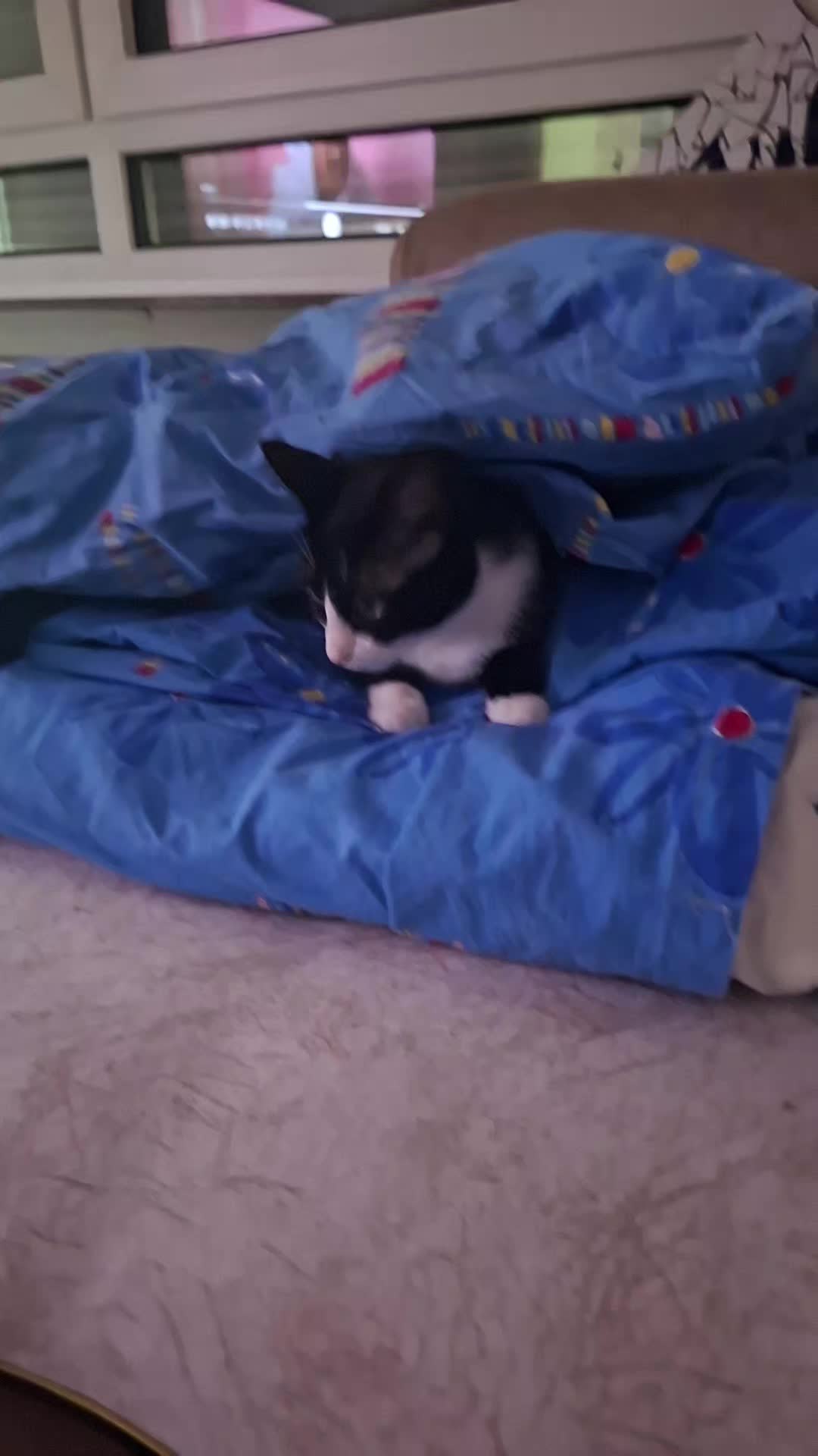 @lilythecat