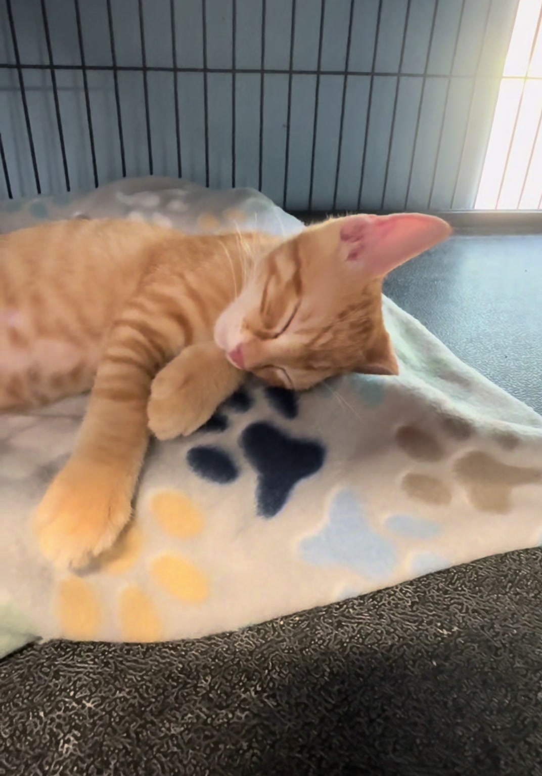 @AbandonedAnimalRescue