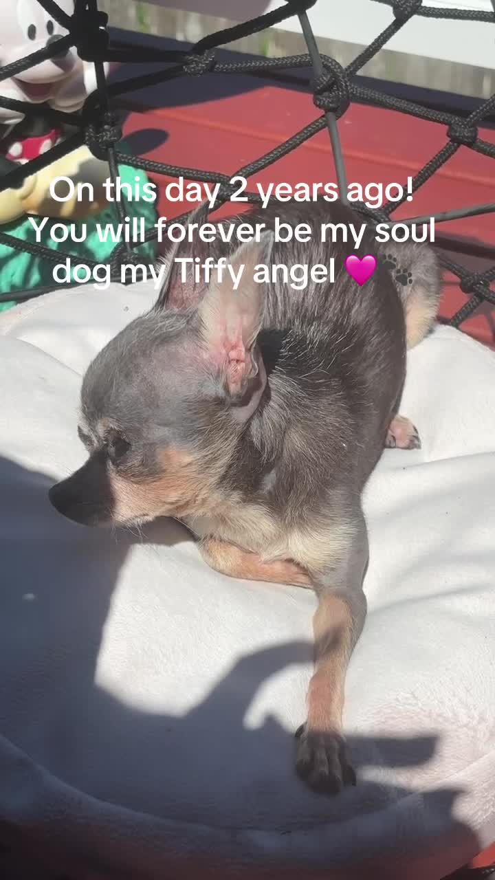 @Tiffys Angels Foundation