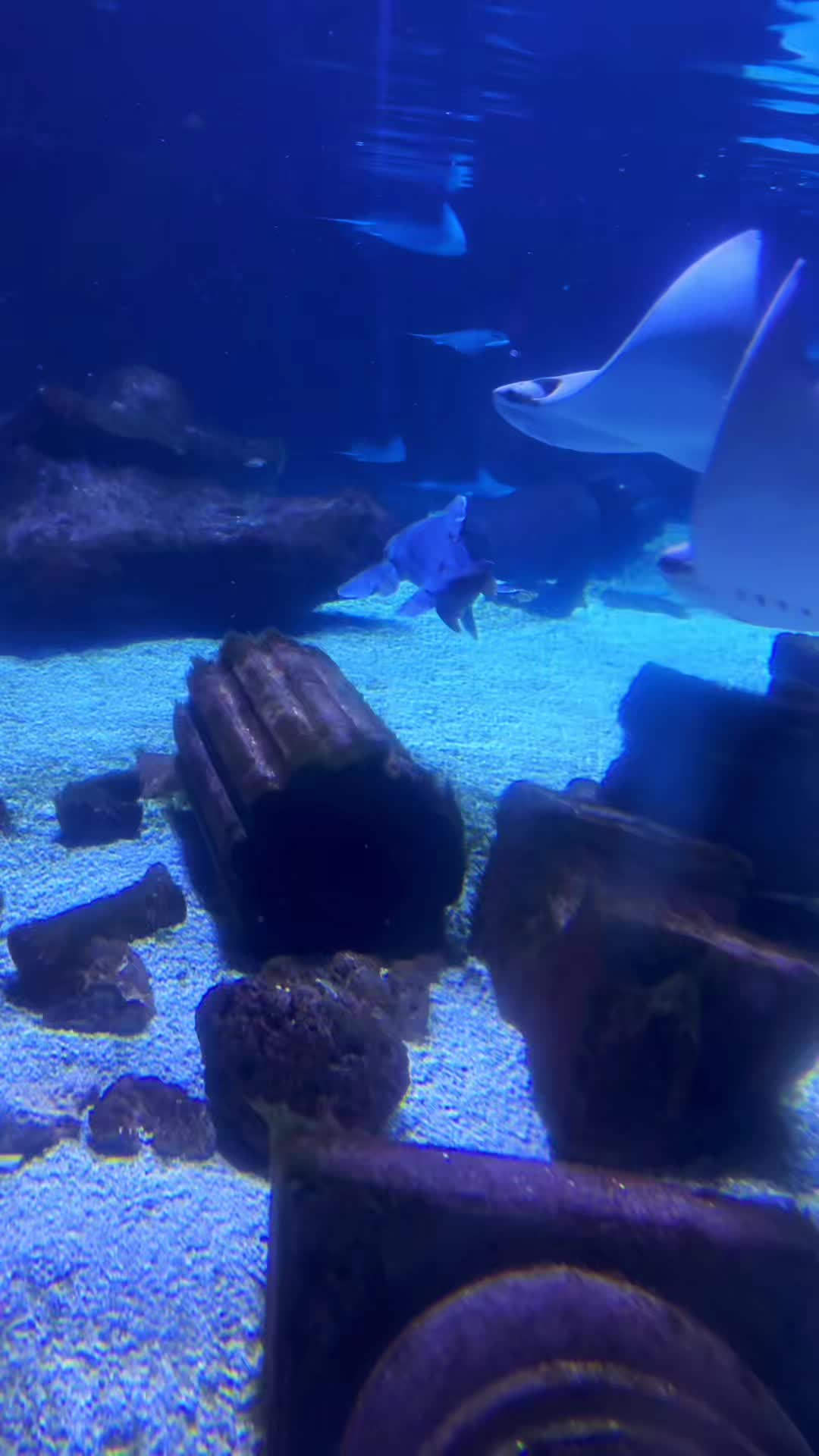 @San Antonio Aquarium