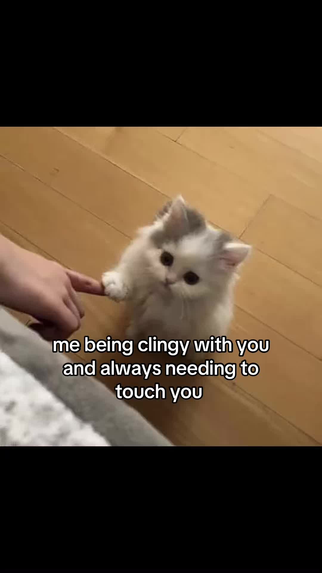 @meowconcept