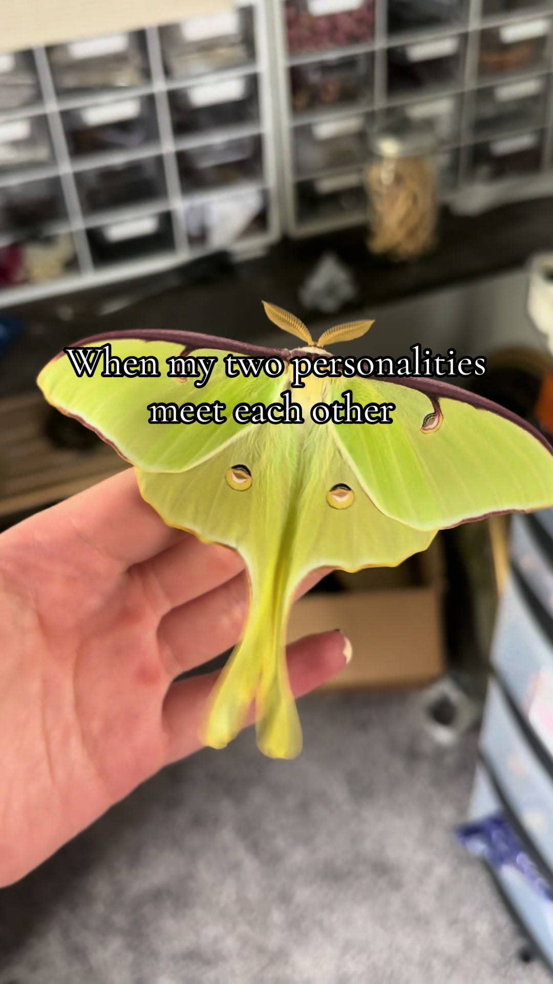 @rylieedenscreations