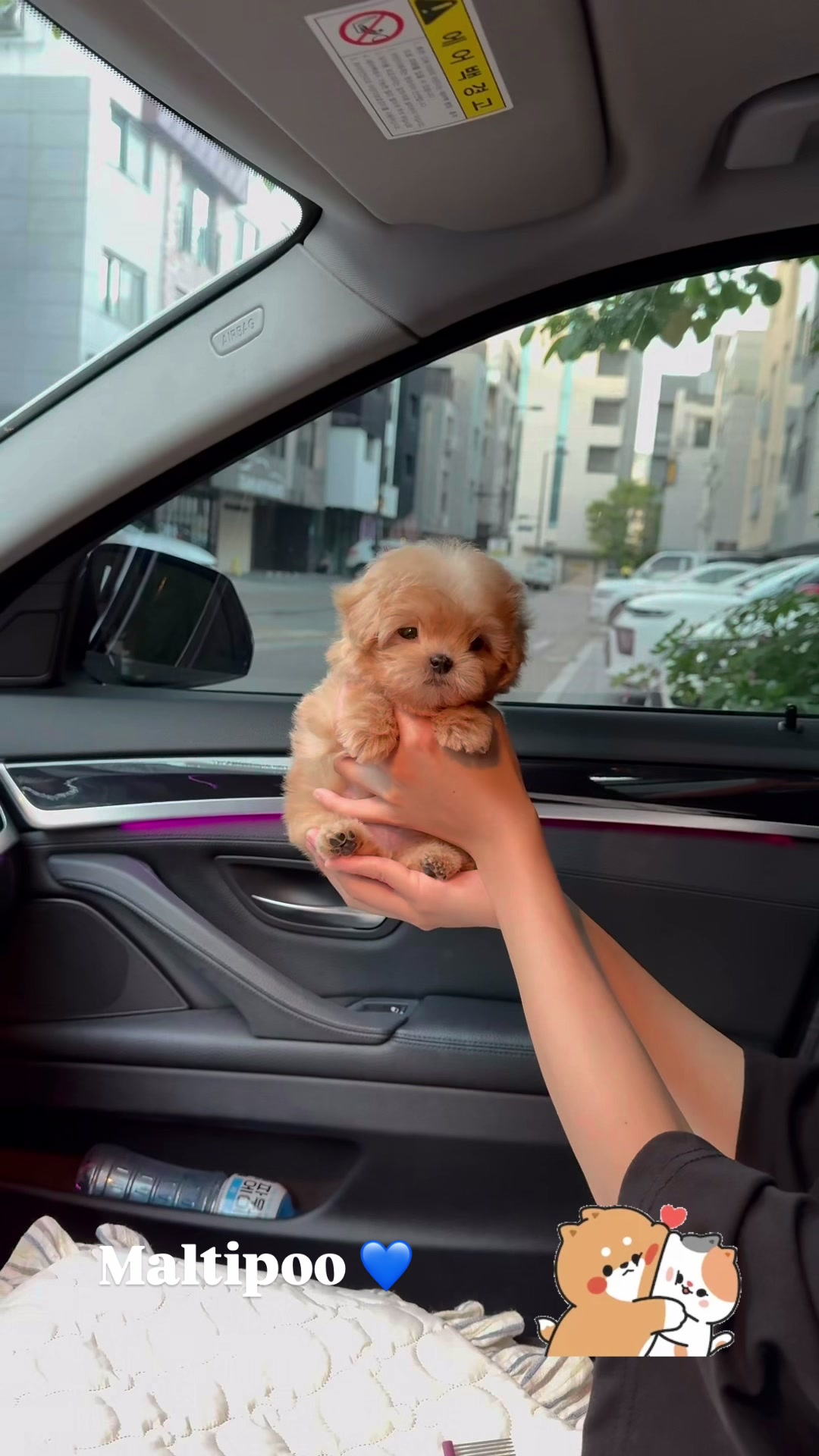 @pupsrepublicusa