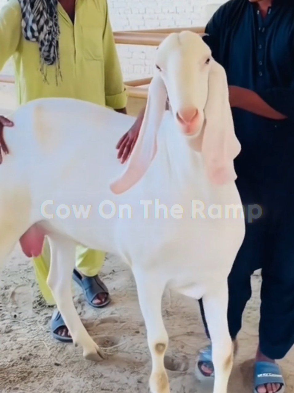 @Cow On The Ramp