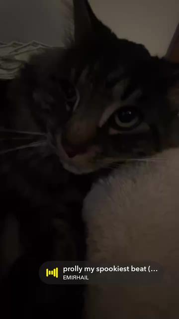 @kitty