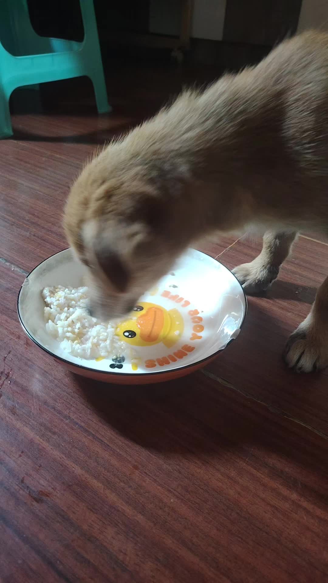 @Pet World Hub