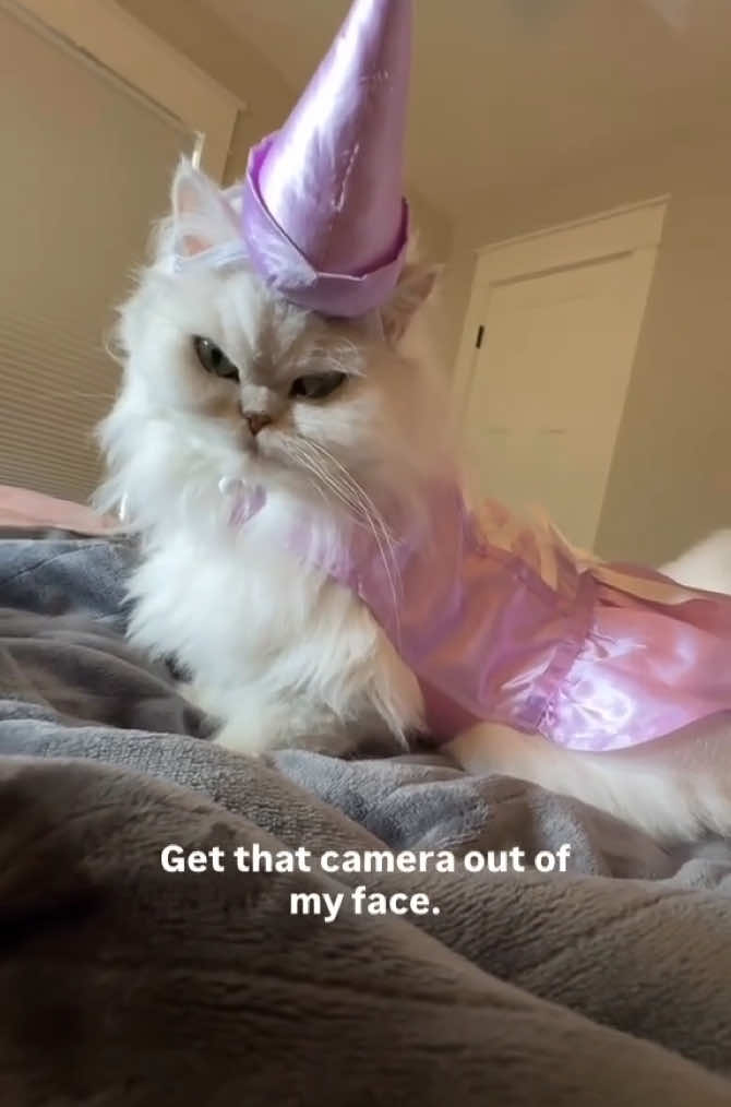 @Christypaw Persians