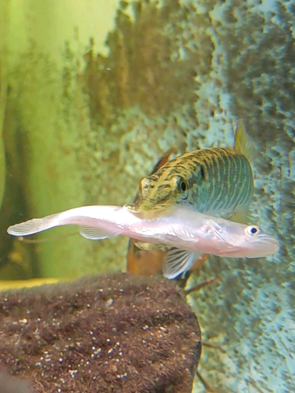 @predatoryfishtank